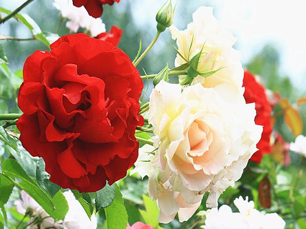 如何春剪月季花，这里知道方法，快来看看吧