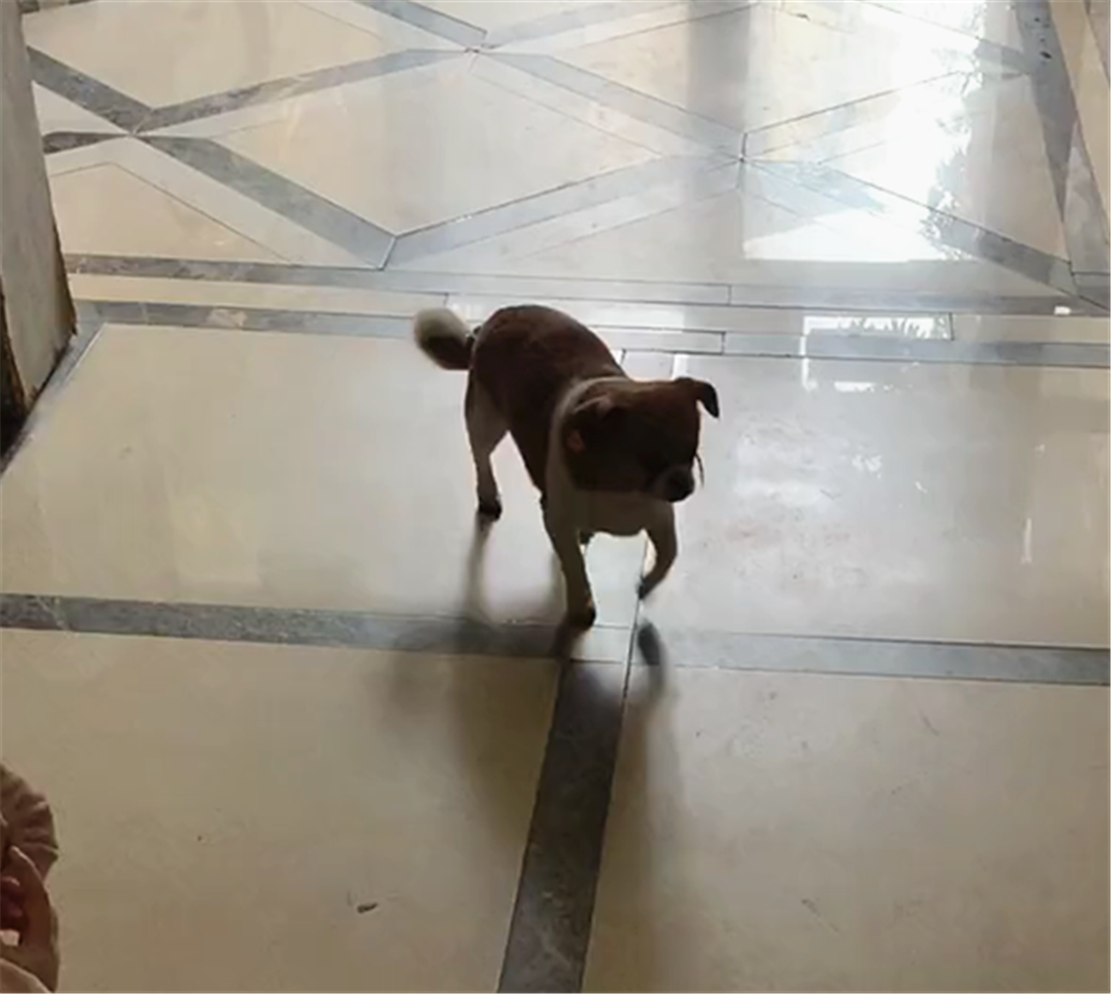 田园犬每天下楼遛自己, 还会自己坐电梯回家, 居民: 这只狗是楼宠