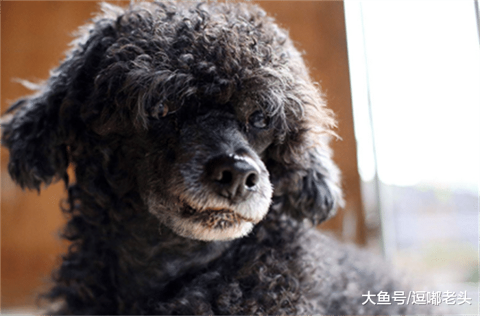 流浪贵宾犬3天不吃喝，做手术时发现，肠道里全是烂布槟榔和塑料