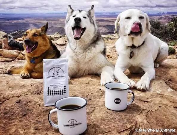 你知道吗? 这种“颜色”的狗狗寿命很短, 而且也容易生病!