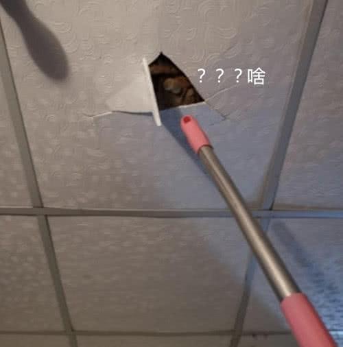 屋顶掉下来一片天花板，男子抬头一看，气得想找拆弹专家