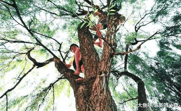 孙子掉下树摔死，有人在喊奶奶，男子砍了树后，才知道真相