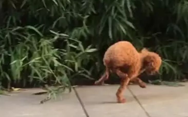 流浪泰迪狗狗只能用两只前爪走路，眼前一幕让人心疼