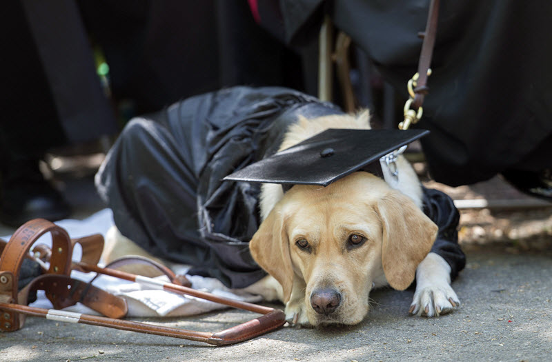 十七个实例证明：狗狗能提前预知坏人和坏事