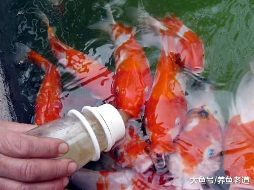 任何观赏鱼都不可能对于主人置之不理，为什么我们的观赏鱼不行？