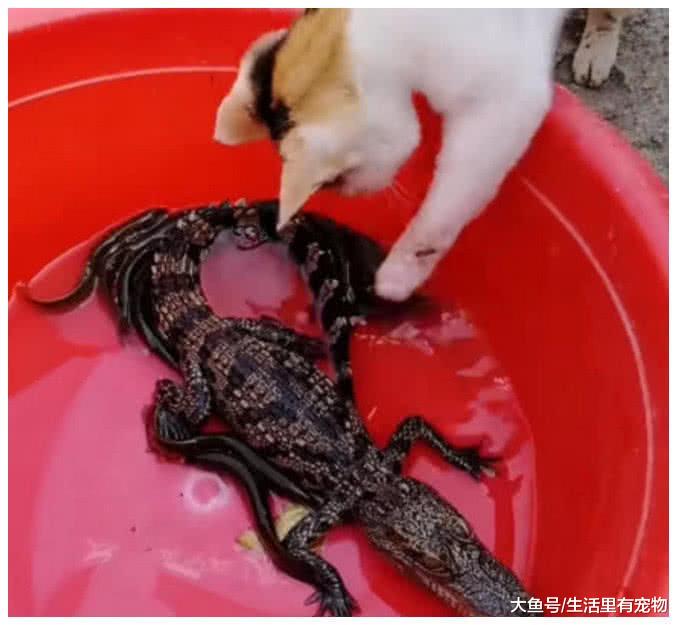 男子买了一条鳄鱼回家, 以为小偷进家了, 出来一看傻眼!