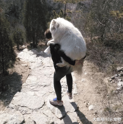 带着狗出去玩，结果遛狗把狗都遛累了，主人只好背着狗回家
