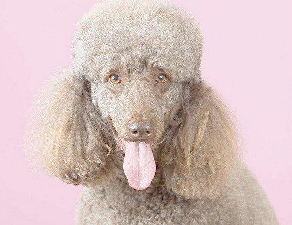 地球上10大最受欢迎的温顺犬, 金毛第一, 贵宾第三, 你养了哪种?