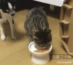 当猫盯着人吃东西时，它在想什么？