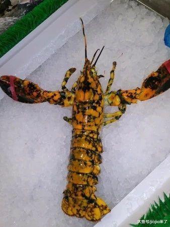 罕见龙虾拥有橙色外壳, 不光不用被端上餐桌还被众水族馆抢着要