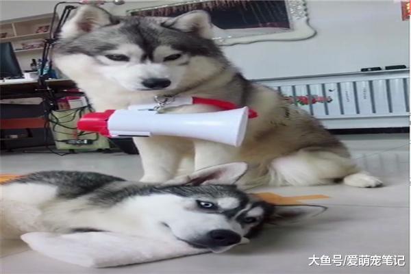 二哈拆家遭到主人胶带封印, 并且被带喇叭的同伴洗脑, 狗生绝望啊