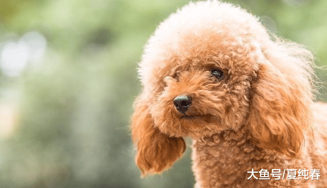 男主说腊肠犬好看，女主直接把泰迪剃光，狗：没人考虑我的感受吗？