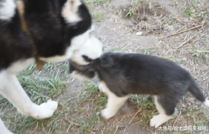 二哈当了妈，反而变得更不正常了，主人只好尽快送走小奶狗