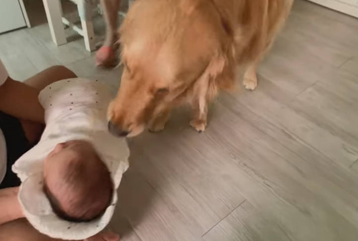 怀孕了不能养狗，会感染弓形虫？狗子：这个锅我不背