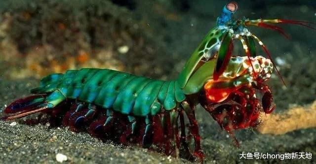 世界上最凶残的虾, 可以轻松击碎贝类, 连鱼缸都要用防弹玻璃才行