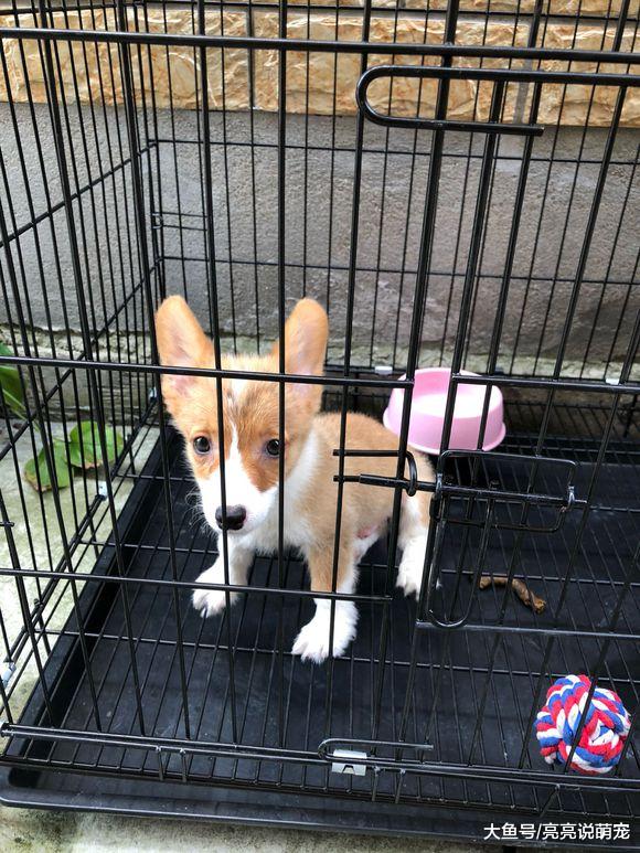 刚接到柯基就把它关起来了，看它的样子很害怕，很渴望出来