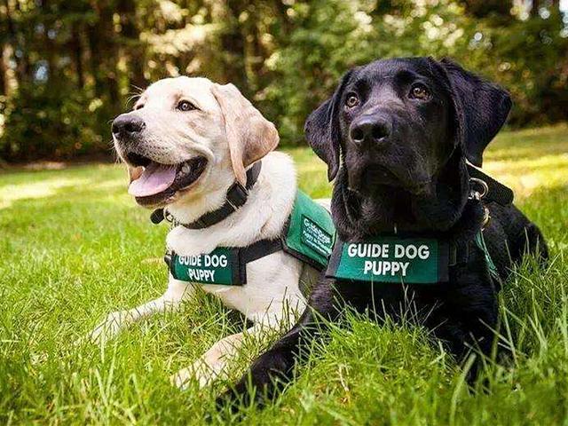 你所不知道的狗狗智商，铲屎官可通过四个方面来测试爱犬智力