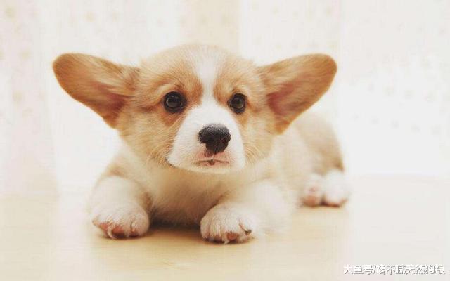 柯基犬毛发很差怎么办？快试试这些方法