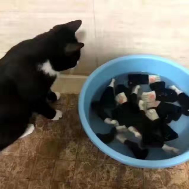 铲屎官把猫咪的“袜子”放在盆里后，猫咪陷入了深深的沉思