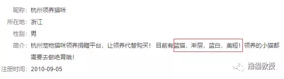 捐赠900块之后，我领养到了一只生病的英短小猫