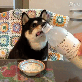 这只黑柴因为舌头长歪了，而萌化了全网，这小舌头也太抢镜了吧！