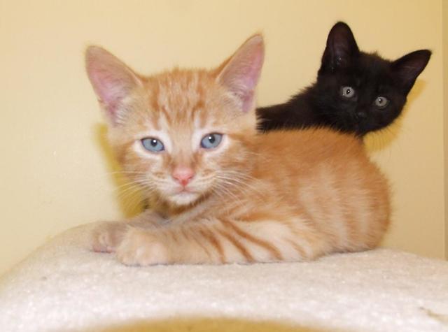 不爱喝水的猫咪容易患这种病，发病早期却常喝水，还难以完全治愈