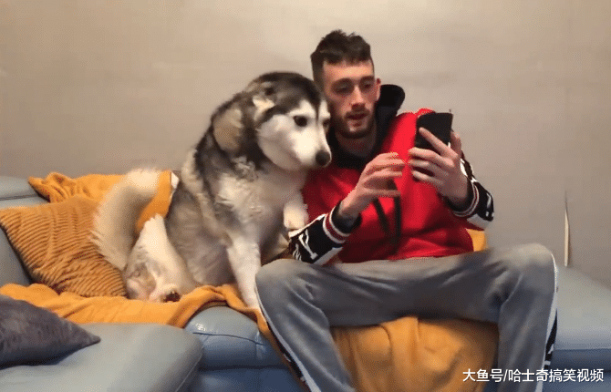 二哈跟主人玩自拍，沒想到還會擺姿勢，汪：不好看不拍了