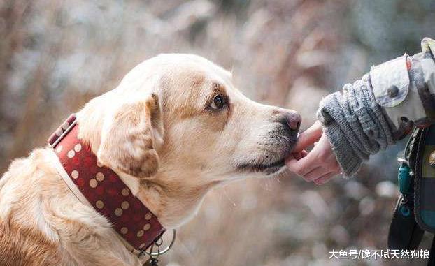 狗狗们花式上下楼梯合集，你家狗狗是哪种？