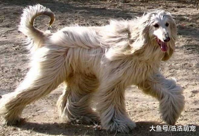 养狗就要养到最后，不要把它送人，不然会产生不好的后果