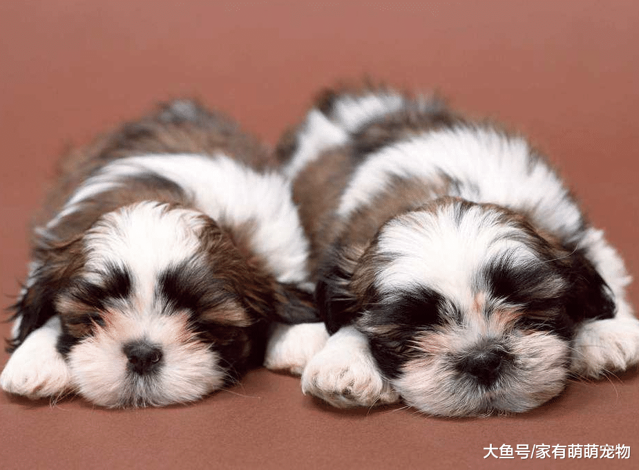 狗狗有这5个行为, 不是它调皮, 只是它想你了!