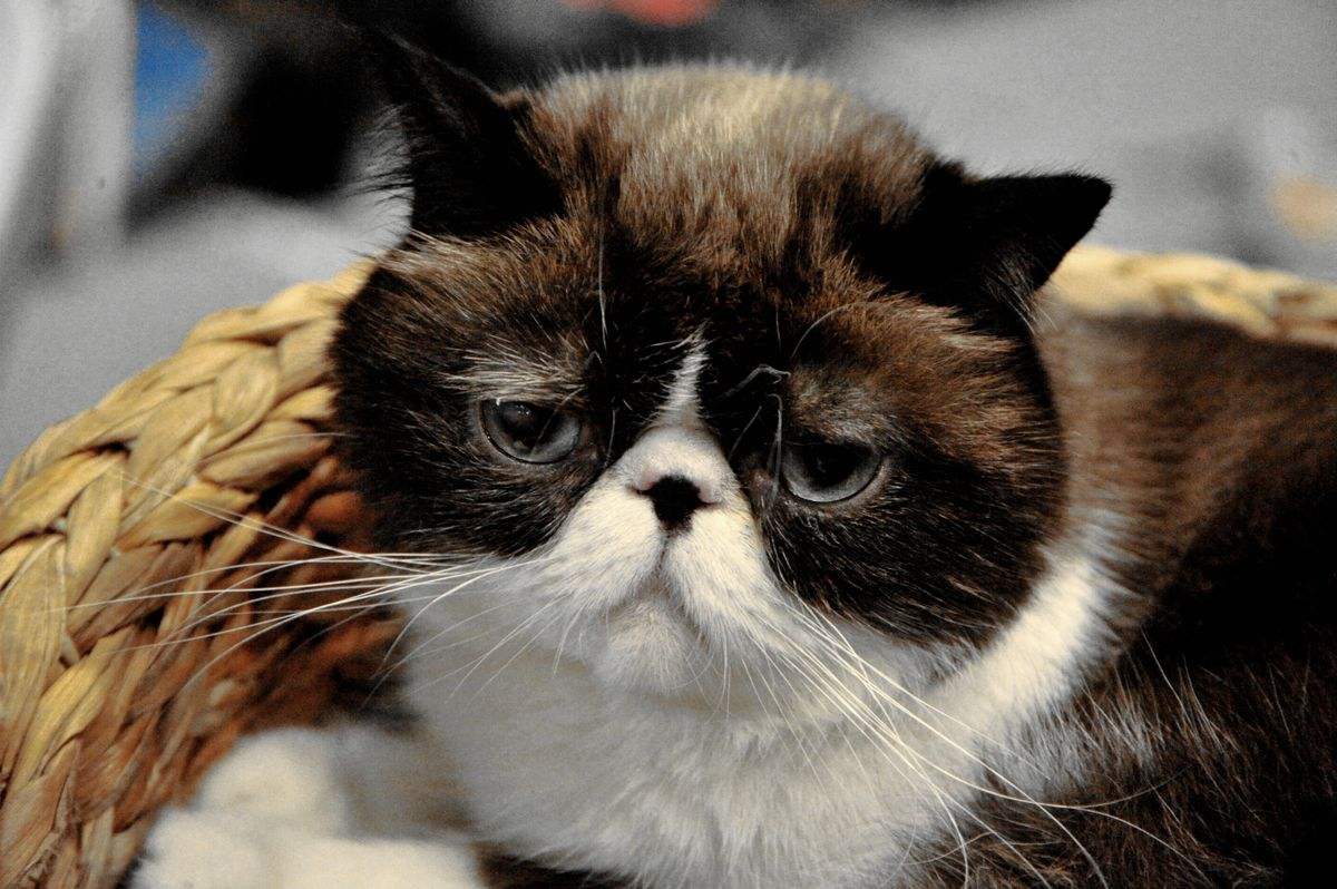 對于貓咪，這兩個問題你一定不能忽視！