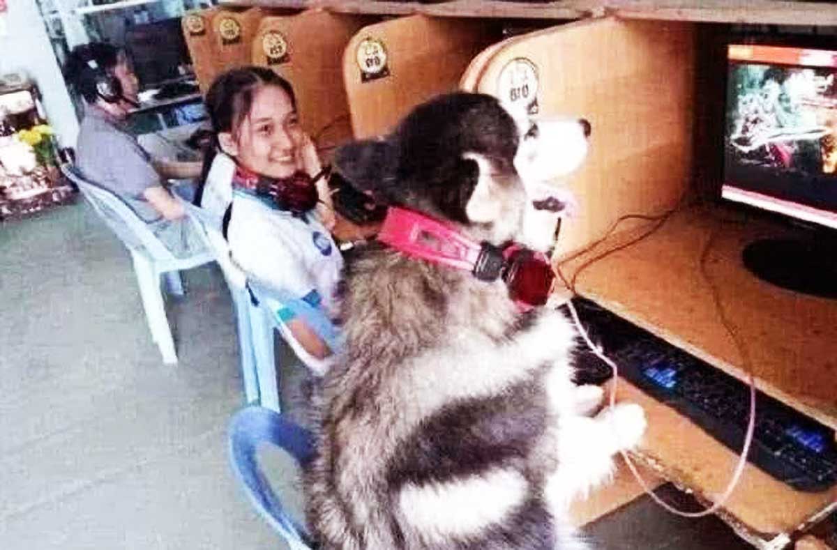 主人怕狗拆家，便将它一起带去网吧，随后1个举动，引起网吧骚动