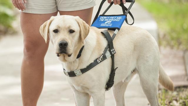 導盲犬是怎么煉成的？它們的乖巧和聰明，都是汗水凝成的成果