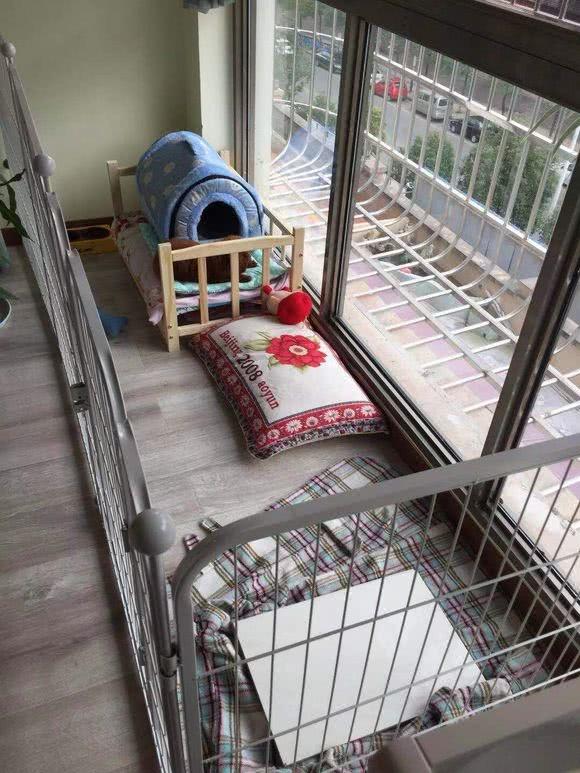 泰迪刚到家三天就会找地方上厕所, 网友乐开花了, 以为捡到宝了