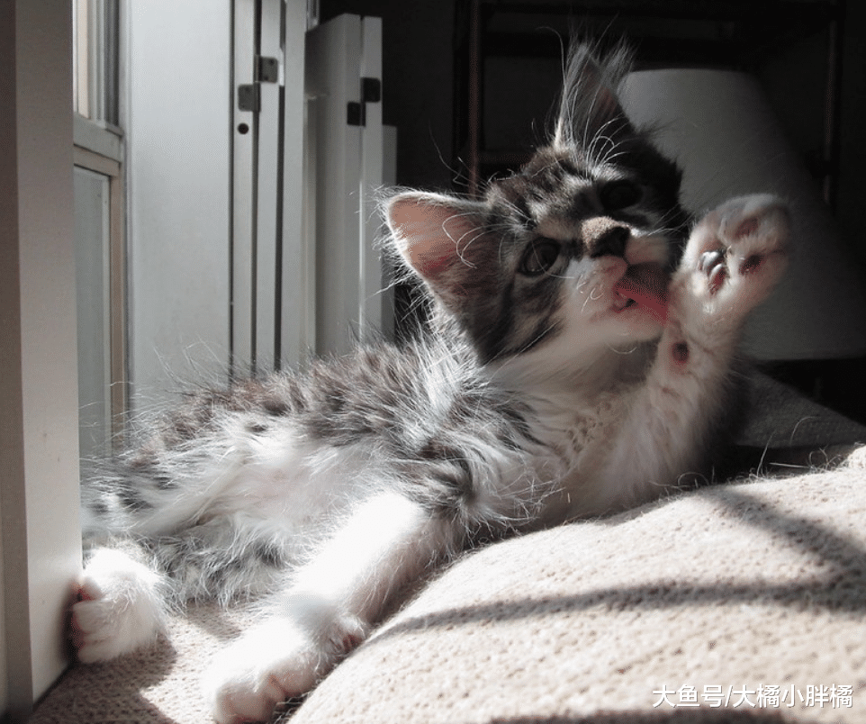 “拒绝洗澡”的猫该如何治？有4个可行的对策，不要强行给猫洗澡