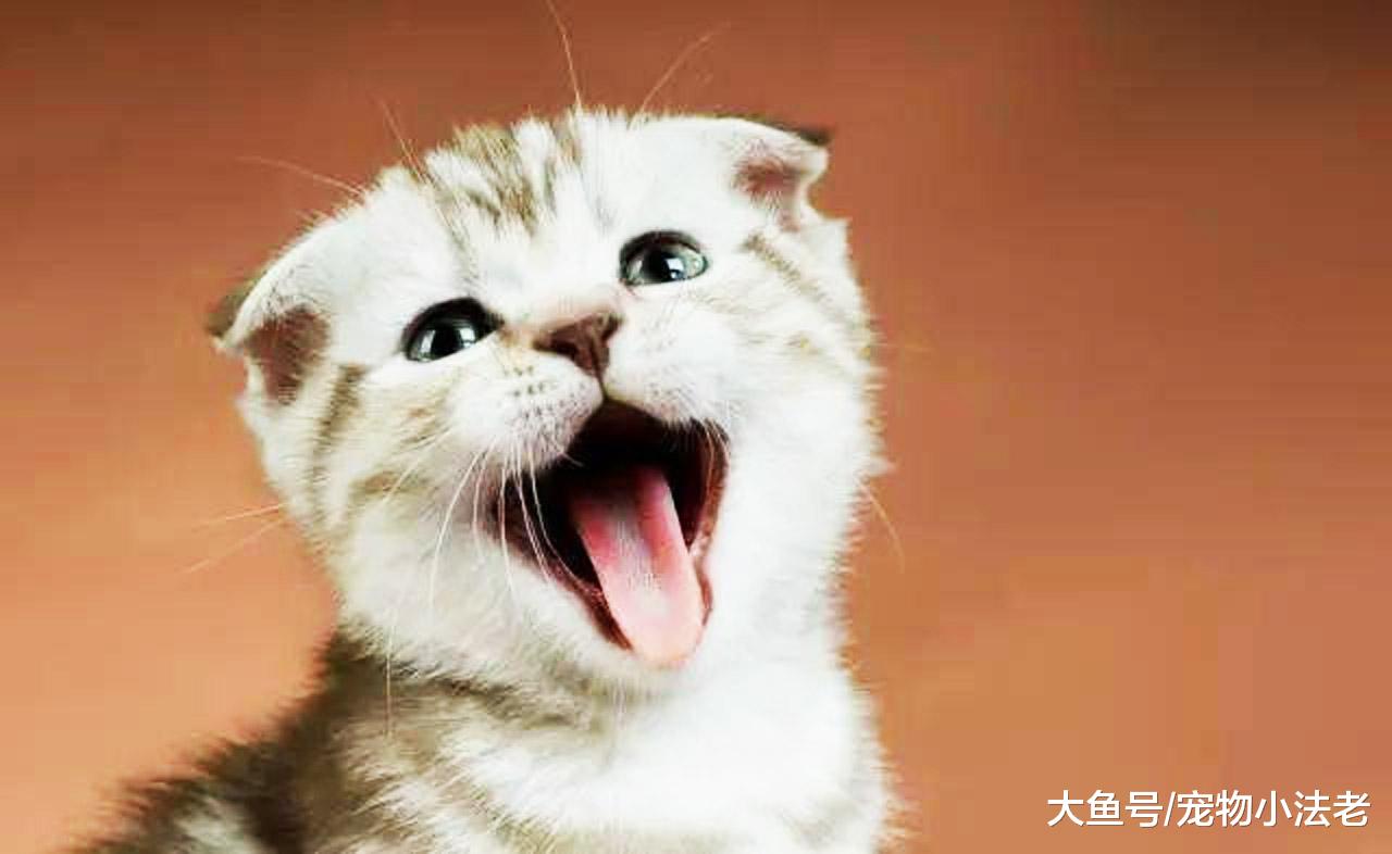 什么猫都可以爱，唯独这种猫不能爱，因为你的爱是在它伤口上撒盐