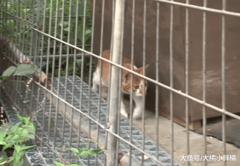 橘猫喜欢调皮金毛，可金毛总是“欺负”它，它的反应太不像猫了
