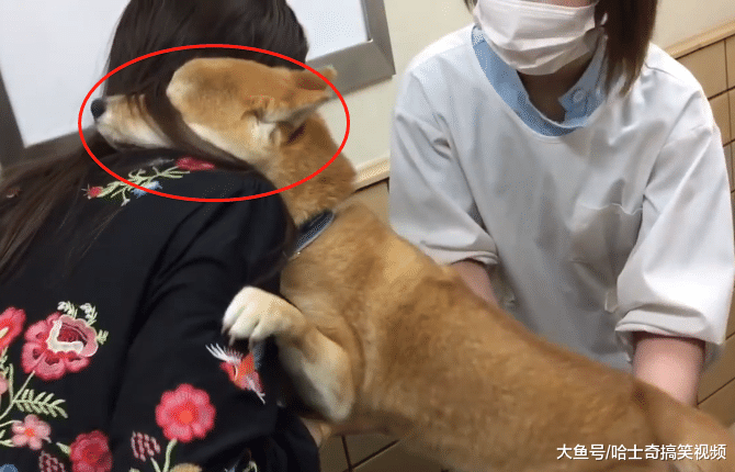 柴犬生病打针，因为太紧张咬了主人手掌，宠主：像个孩子