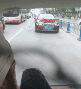 主人出嫁，狗子舍不得，它选择这样做，看哭！