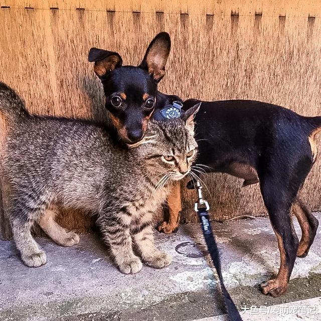 夫妇本打算仅收养一只流浪狗，照顾3周后，再次收编“意外之客”