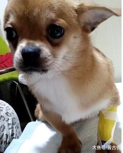 带柴犬去宠物医院打针，医生准备打的时候，狗狗表情绝了