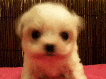 靠狗狗站立来博眼球的博主，都应该拉黑、取关！