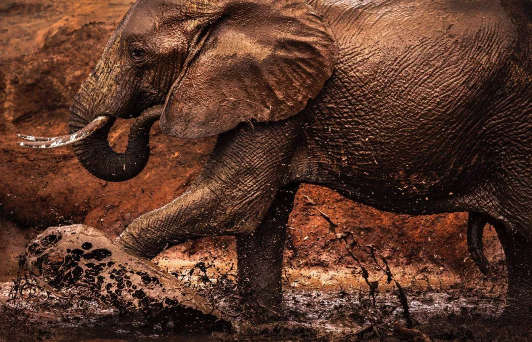 遭遇肯尼亚（一）跟着肖戈拍大象