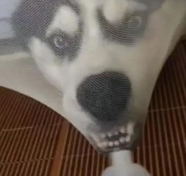 主人在蚊帐里吃东西, 一回头看到哈士奇的狗头, 主人笑到满床打滚