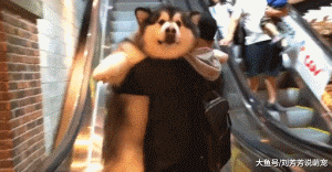 来自二哈的轻蔑，这表情略萌