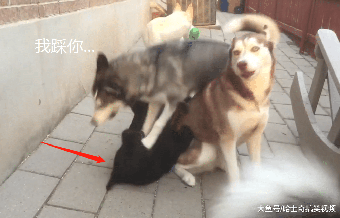 罗威纳遇到二哈“四兄弟”，结果被带偏，这样也看不了家了