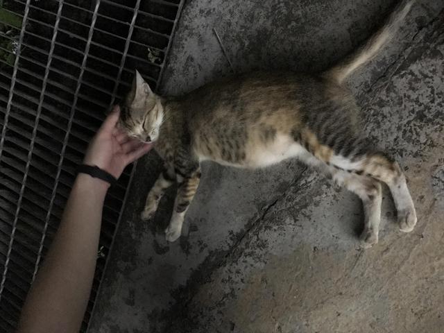 路人总被流浪猫拦下，并非体质吸引猫，改变四点习惯更易被猫搭讪