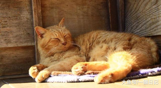 什么是猫“阿司匹林中毒”？