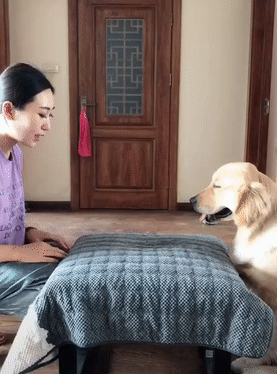 金毛跟着主人后面学动作，熟练的样子让人不可思议，网友：狗精