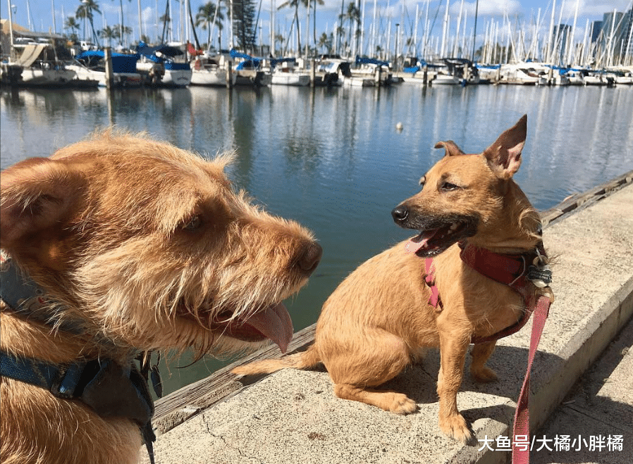 爱犬带着流浪狗求收养，宠主果断答应 ，它俩长得就像一对双胞胎